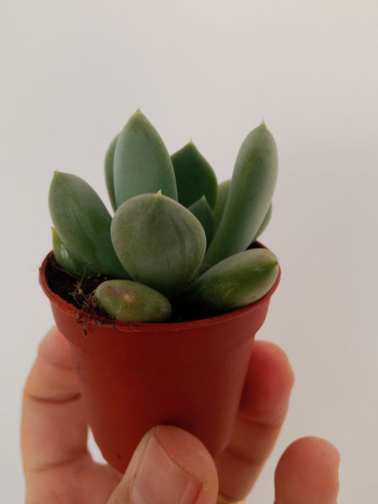 Pachyveria Corvus Planta Suculenta Ø5 Cm_0