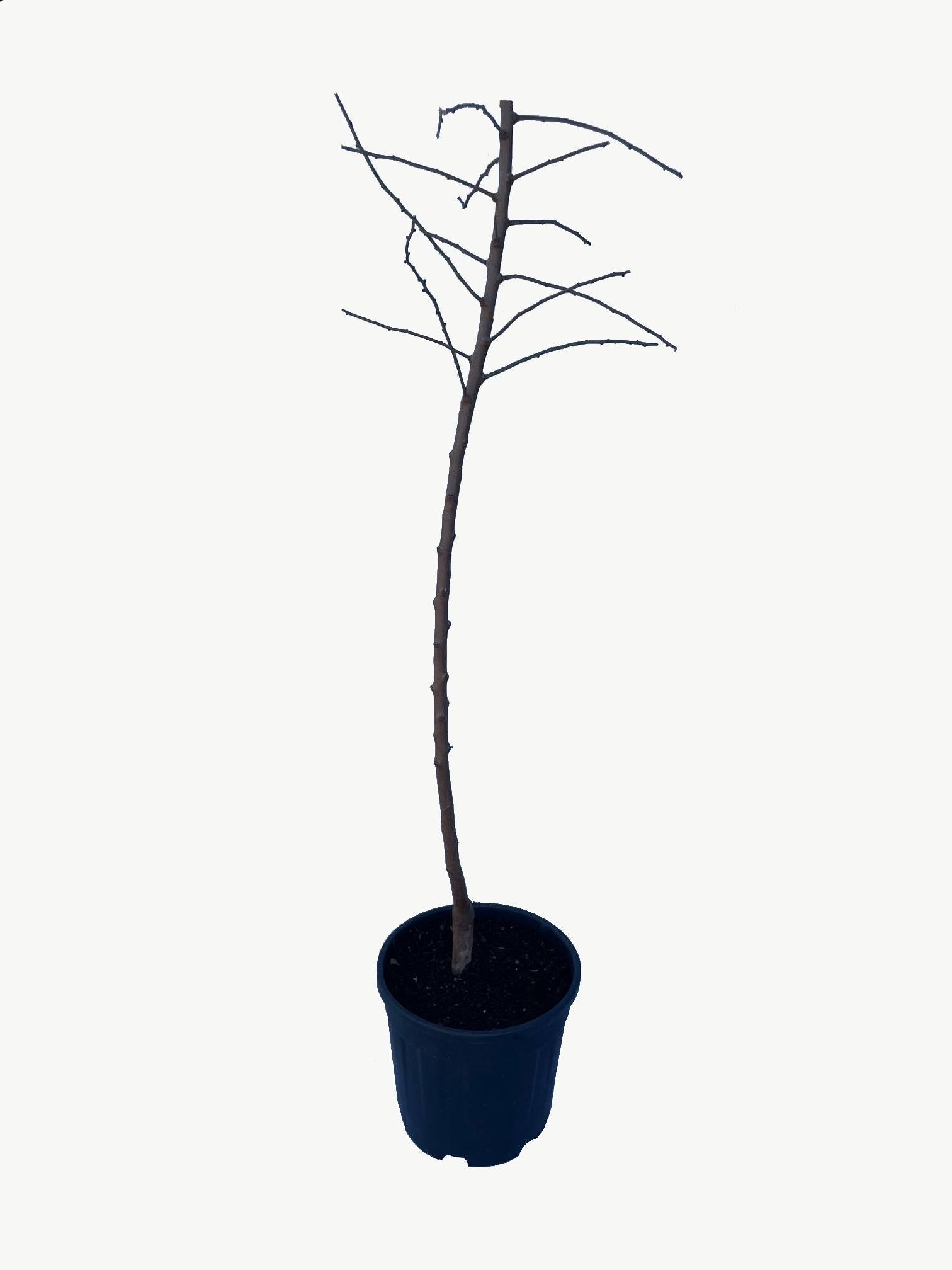 Frutal Almendro - Planta Natural - Maceta 26cm - Altura Aprox. 120/150