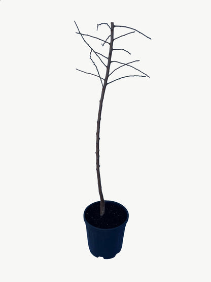 Frutal Almendro - Planta Natural - Maceta 26cm - Altura Aprox. 120/150