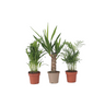 Mezcla De Mini Palmeras - 3 Pzs - Mini Indoor Palm Mix - Altura 25-40cm - ⌀12cm