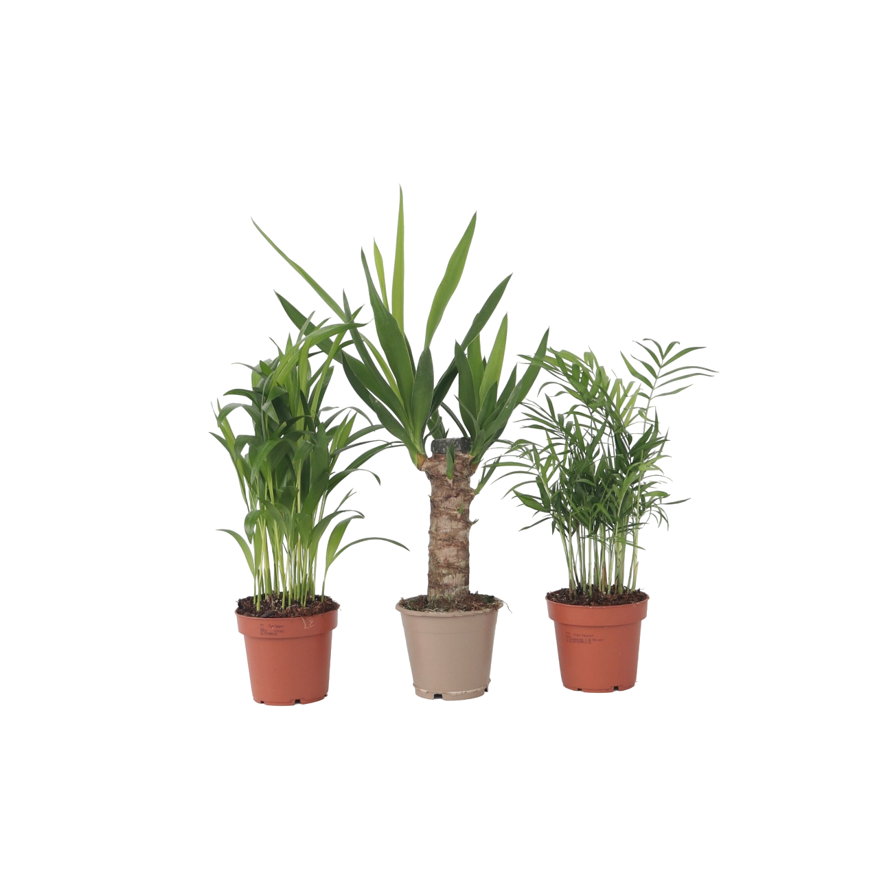 Mezcla De Mini Palmeras - 3 Pzs - Mini Indoor Palm Mix - Altura 25-40cm - ⌀12cm_0