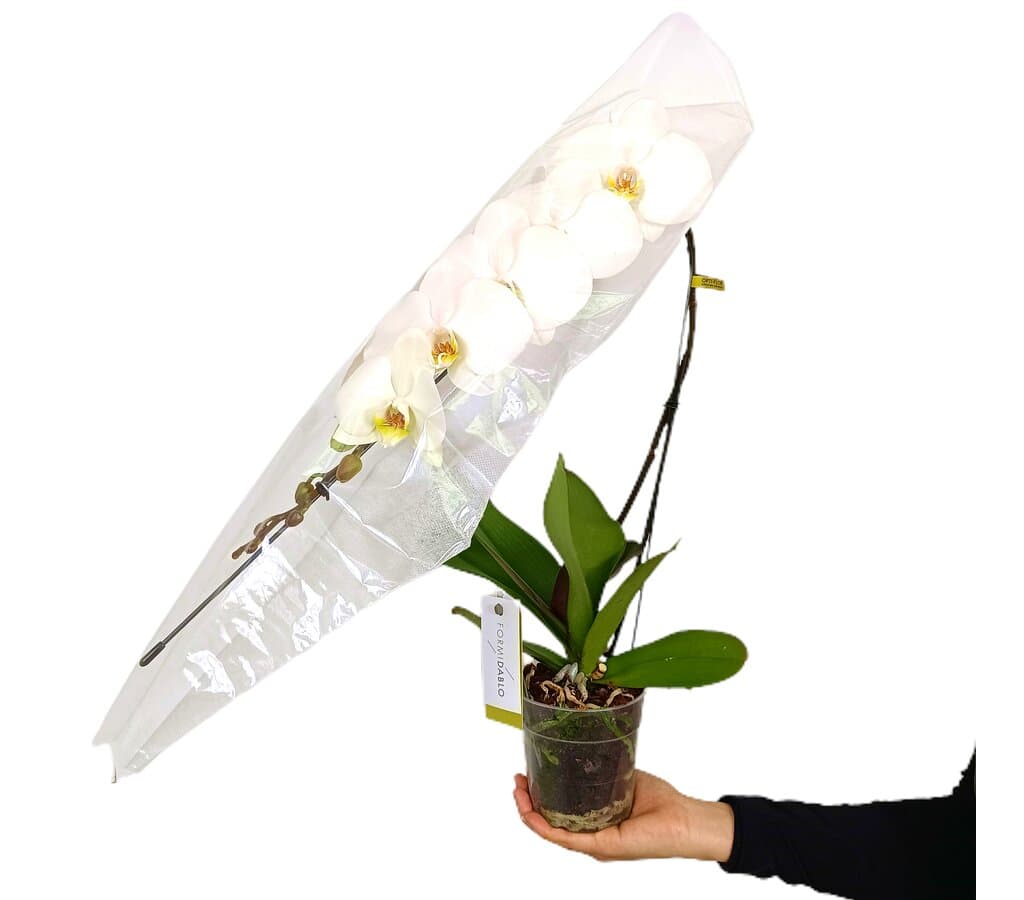 Orquídea Phalaenopsis Formidablo M12_1