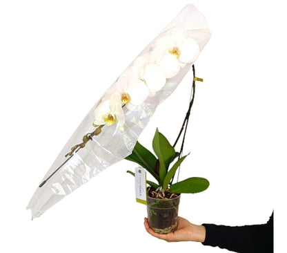 Orquídea Phalaenopsis Formidablo M12_1