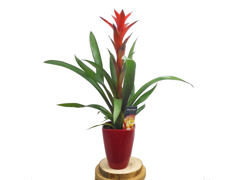 Guzmania Ostara Ceramica M14 50cm_0