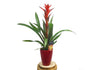 Guzmania Ostara Ceramica M14 50cm