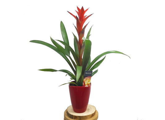 Guzmania Ostara Ceramica M14 50cm_0