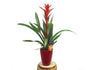 Guzmania Ostara Ceramica M14 50cm