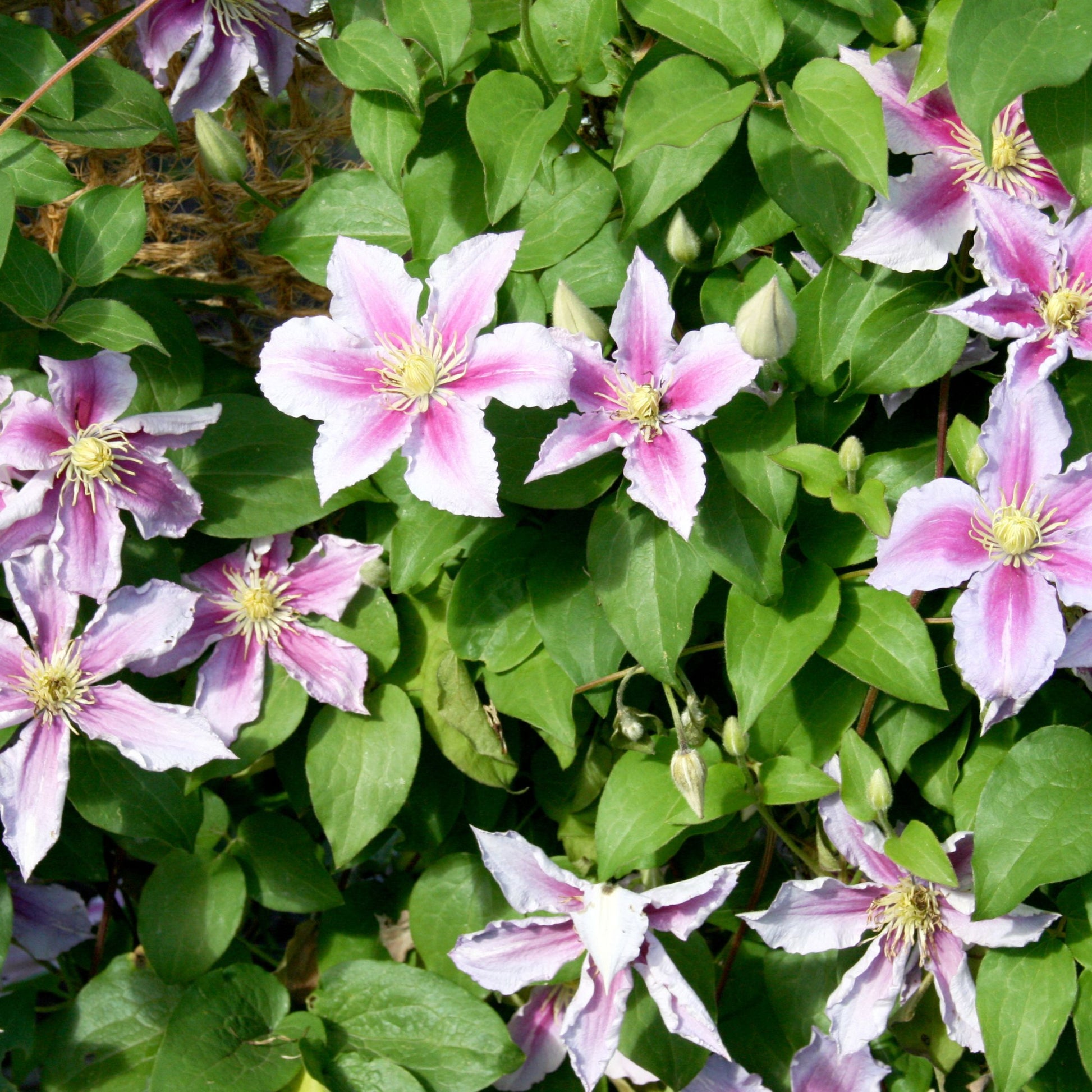 Clemátide - 6 Pzs - Clematis Hybrid - Altura 25-40cm - ⌀9cm