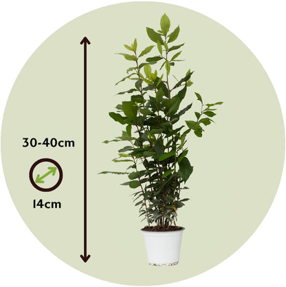 Laurel - Laurus Nobilis - Altura 30-40cm - ⌀14cm_2