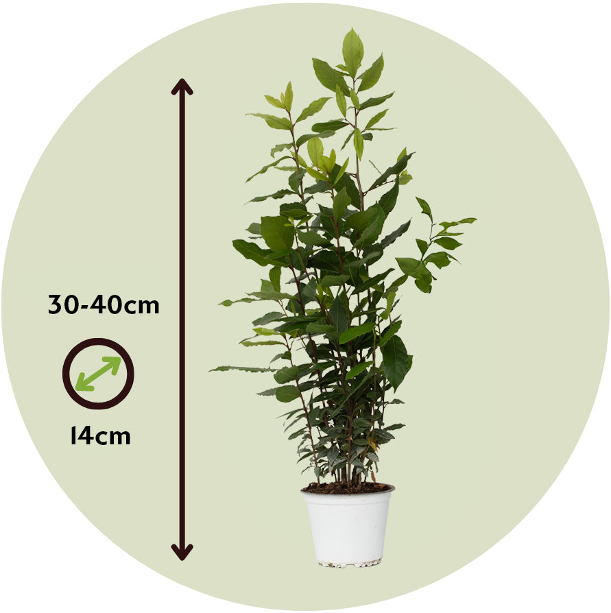 Laurel - 2 Pzs - Laurus Nobilis - Altura 30-40cm - ⌀14cm_2