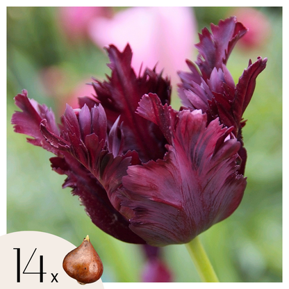 Bulbos De Tulipán - 14 Pzs - Tulipa 'black Parrot' - Bulbos De Flores - Púrpura_0