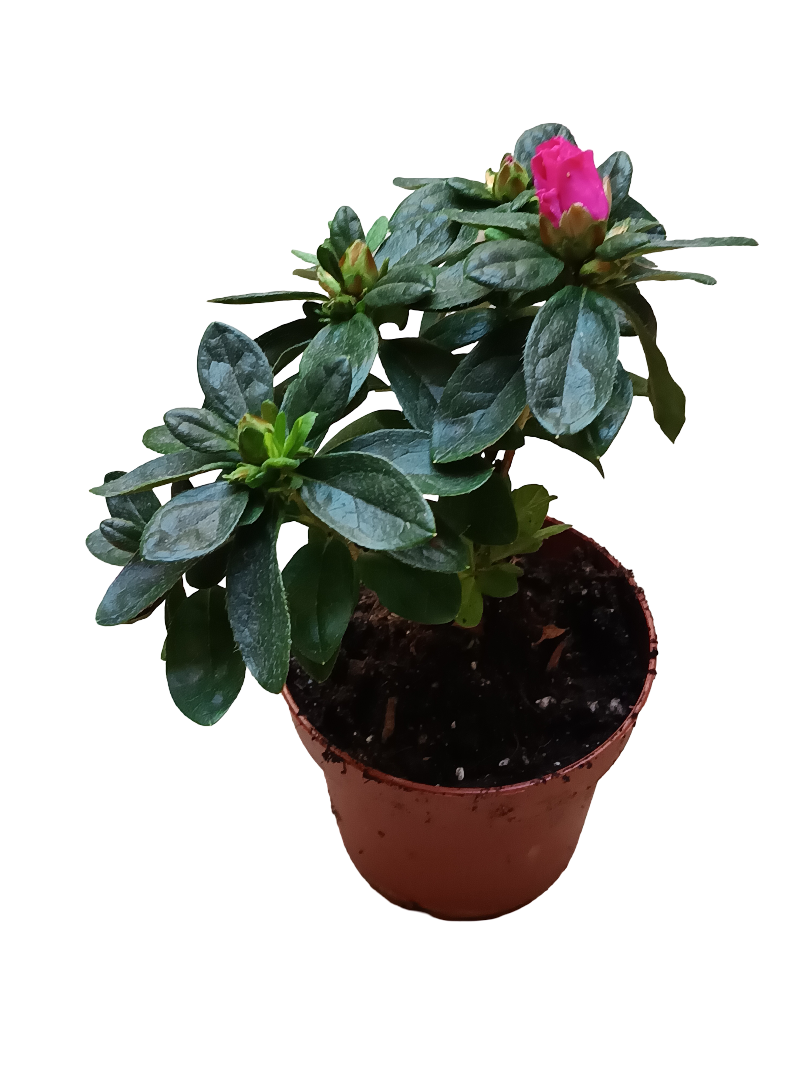 Planta AZALEA de Flor FUCSIA ideal para Jardines y para Bonsai