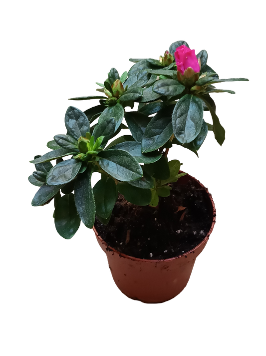 Planta AZALEA de Flor FUCSIA ideal para Jardines y para Bonsai