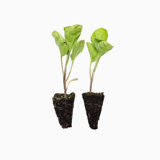 Plantón Berenjena Redonda Blanca 2 Unidades - Plantabo_0