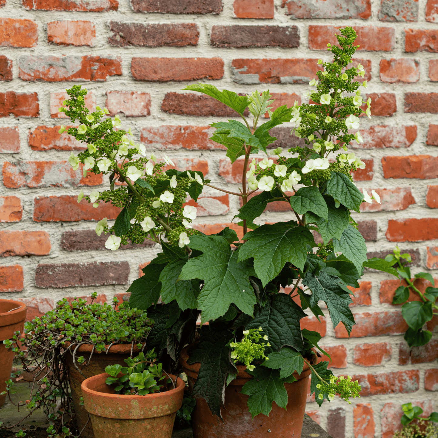 Hortensia - 2 Pzs - Hydrangea 'toy Soldier' - Altura 25-40cm - ⌀19cm