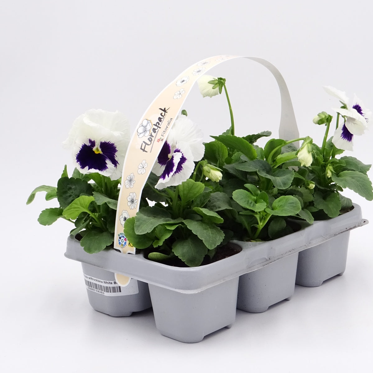 Pack Plantones Pensamiento Blanco 6 Ud. Natural - Fitoralia_0