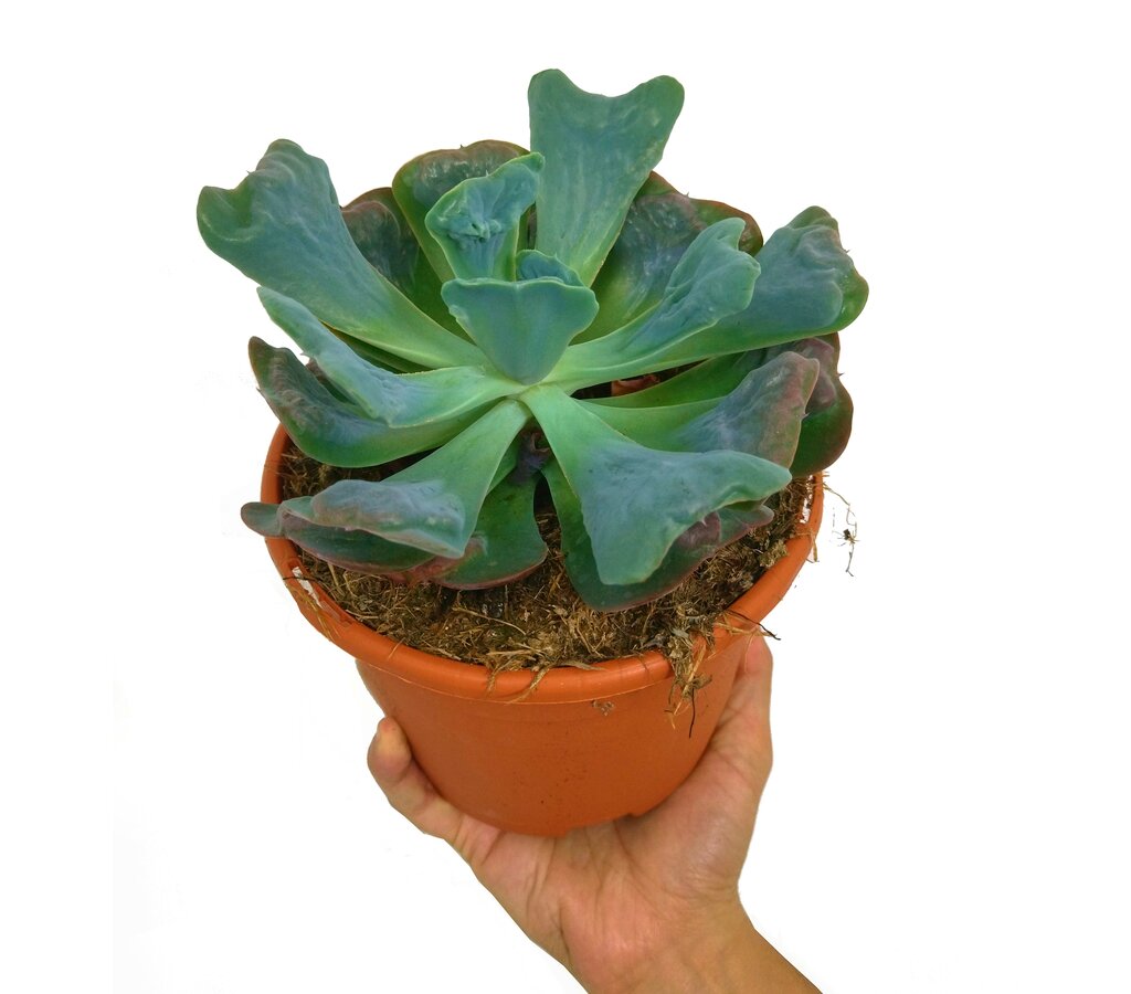 Echeveria Virginia Leafe M17_0