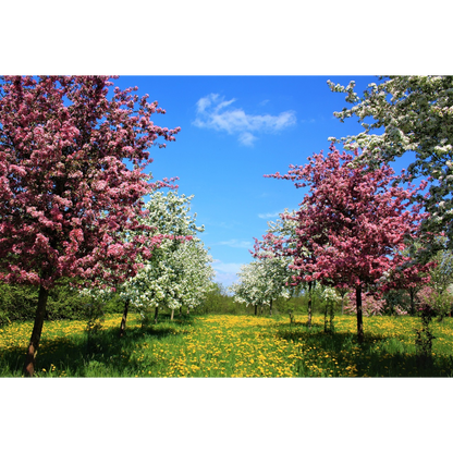 Biochar Livingchar 500l