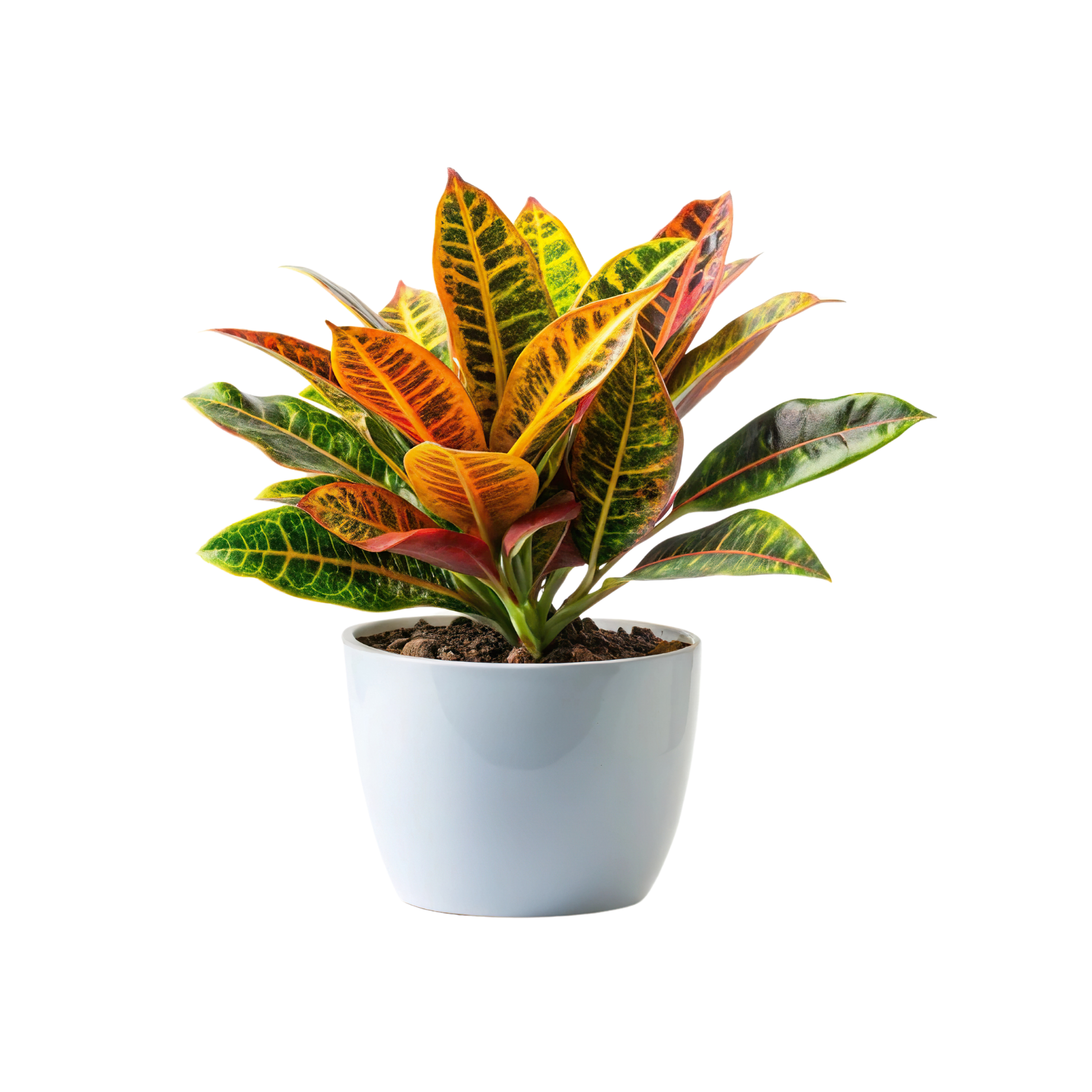 Pack 5 Plantas Naturales De Interior : Croton + Dieffenbachia + Palmera Areca + Dracaena Lemon Lime + Chamadorea Ø12 Cm_1