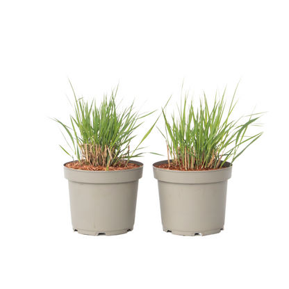 Pasto De Las Praderas - 2 Pzs - Panicum 'heavy Metal' - Altura 40-60cm - ⌀23cm