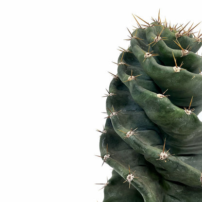 Cereus Forbesii Spiralis Cactus Y Suculentas
