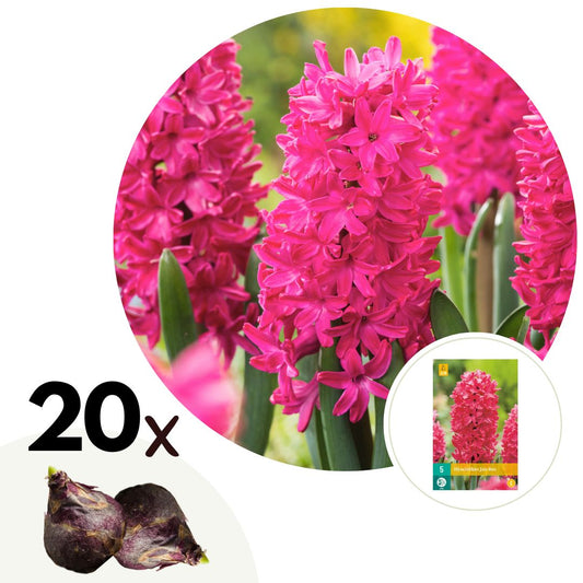 Jacinto - 20 Pzs - Hyacinthus 'jan Bos' - Bulbos De Flores - Rojo_0
