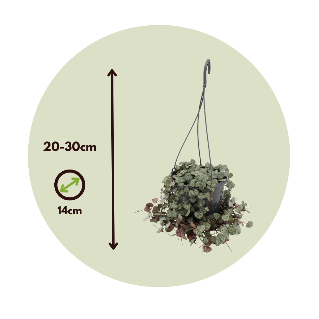 Rosario De Corazones - 2 Pzs - Ceropegia Linearis Woodii - A20-30cm - ⌀14cm_2
