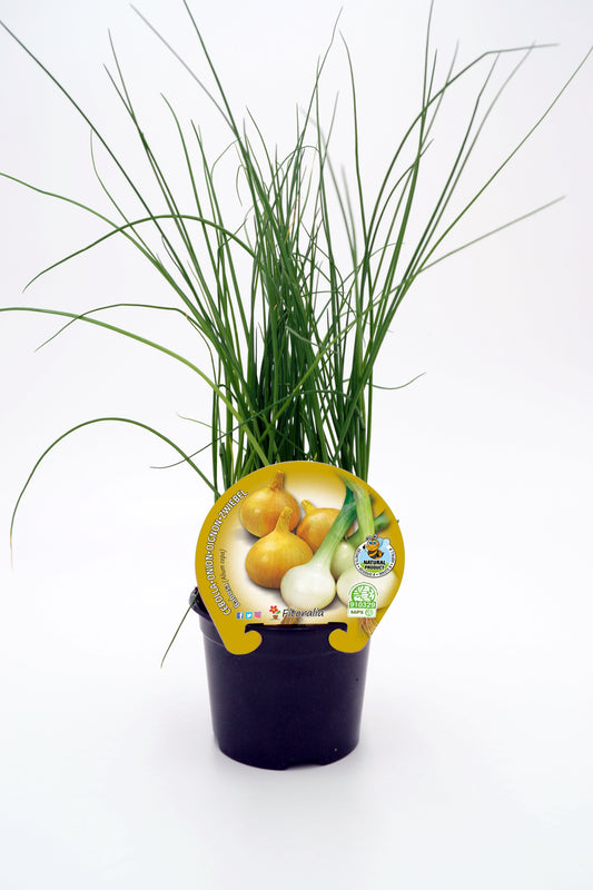 Plantón Cebolla Babosa En Maceta 10,5 Cm. Natural - Fitoralia