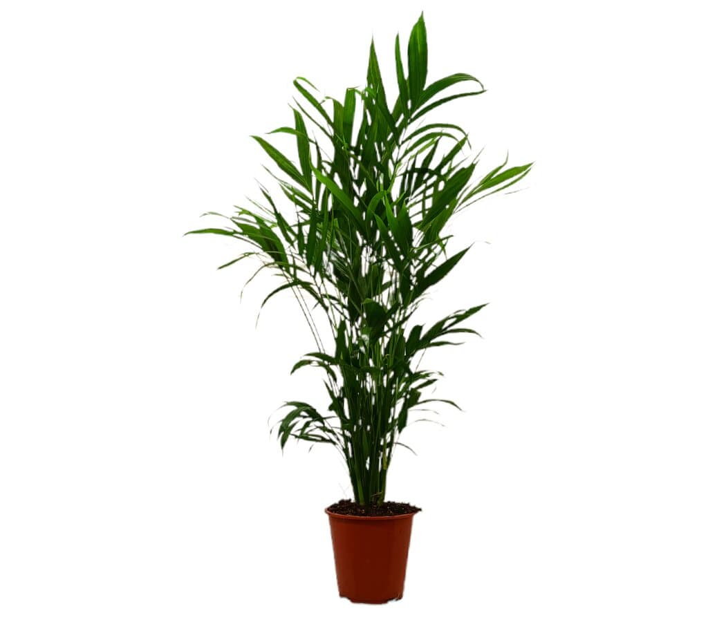 Chamaedorea Cataractarum M19_0