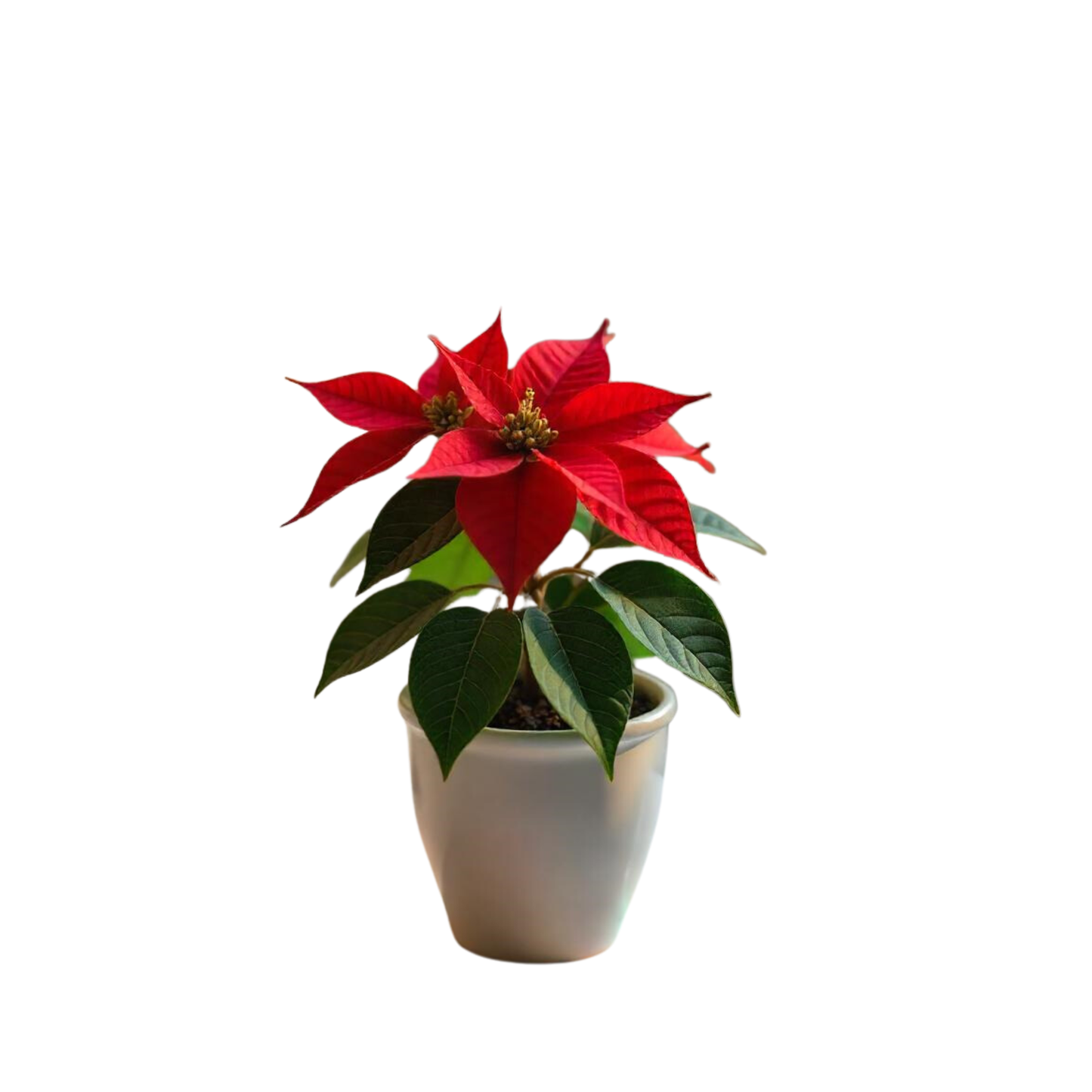 Smply. | Flor De Pascua Poinsettia En Maceta De 11cm | Fácil De Cultivar ( Uniflor )_0