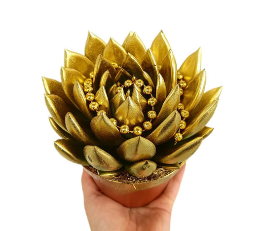 Echeveria Perla Gold M12_0