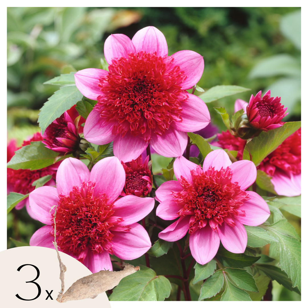 Tubérculos De Dalia - 3 Pzs - Dahlia 'blue Bayou'_0