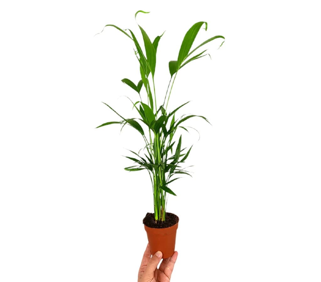 Chamaedorea Cataractarum M9_0