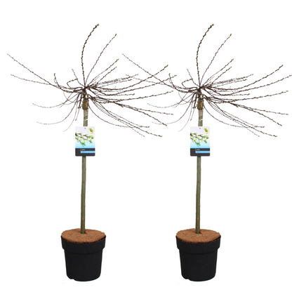 Sauce Arbustivo - 2 Pzs - Salix Repens 'iona' - Altura 80-90cm - ⌀19cm_0