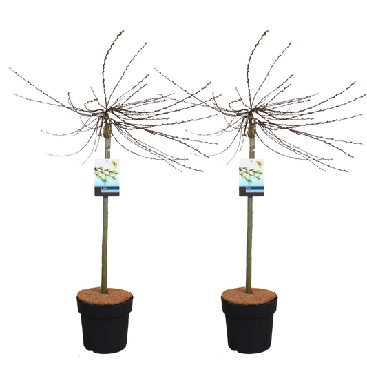 Sauce Arbustivo - 2 Pzs - Salix Repens 'iona' - Altura 80-90cm - ⌀19cm_0