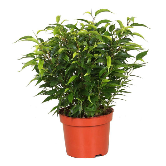 Ficus Benjamina Natasja M12_0