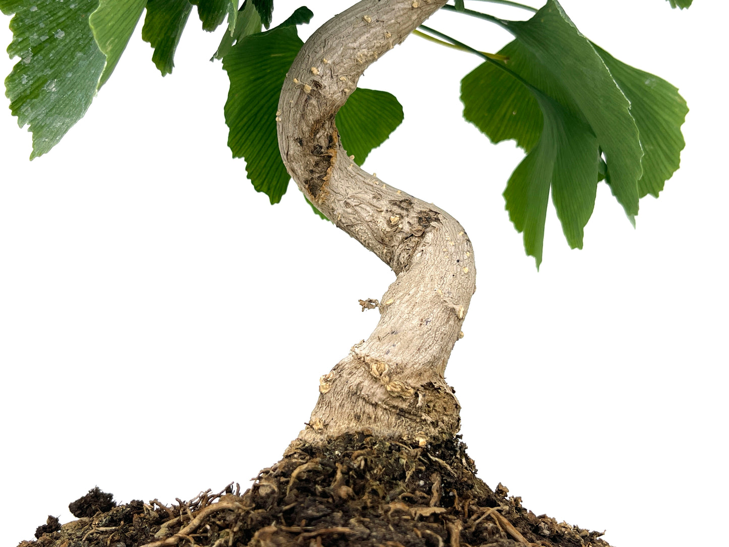 Bonsái Ginkgo Biloba 8 Años