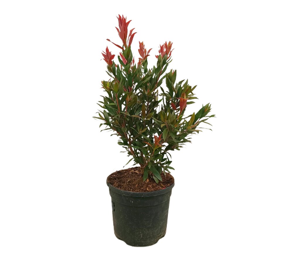 Callistemon Red Rocket M19 60cm_0