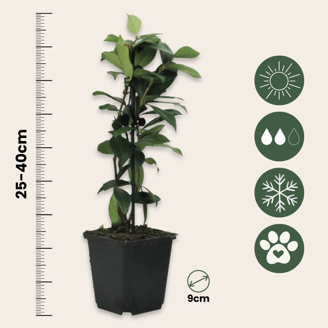 Jazmín Estrellado - 3 Pzs - Trachelospermum Jasminoides - Altura 25-40cm - ⌀9cm_2