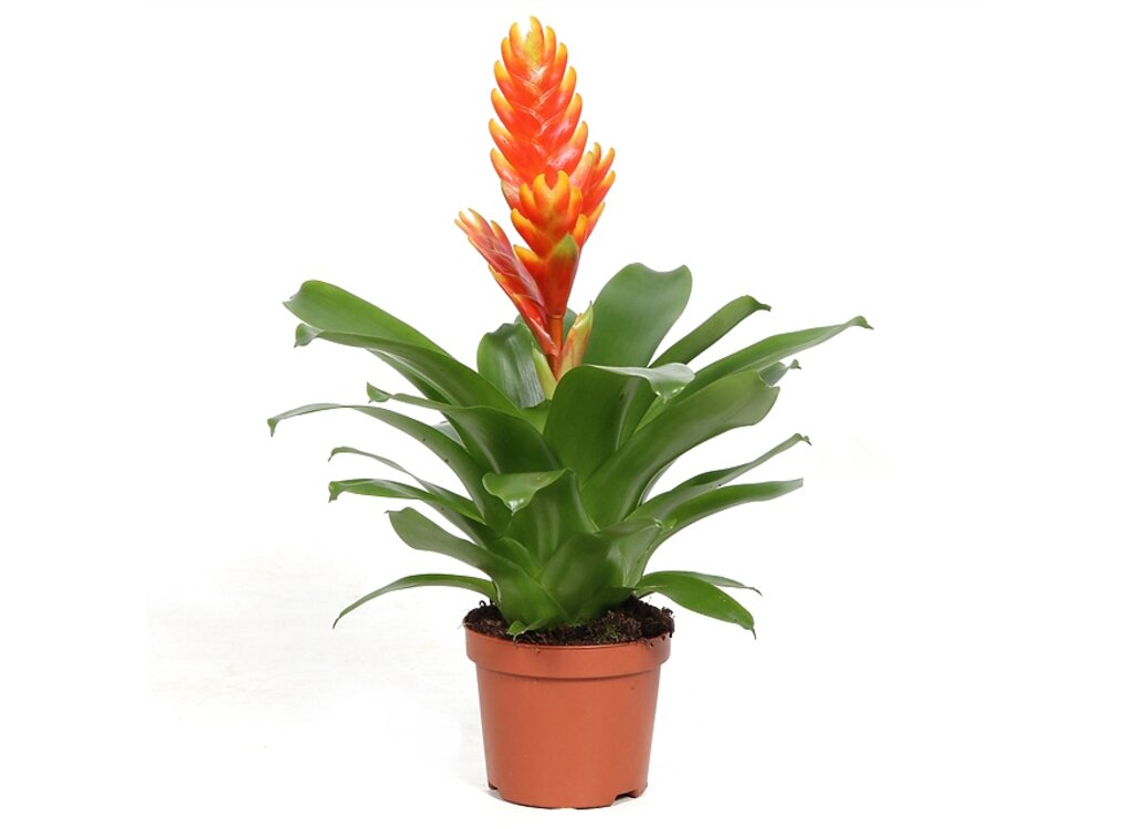 Vriesea Sparkle M9 30cm_0