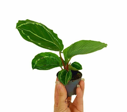 Calathea Medallion M6_1