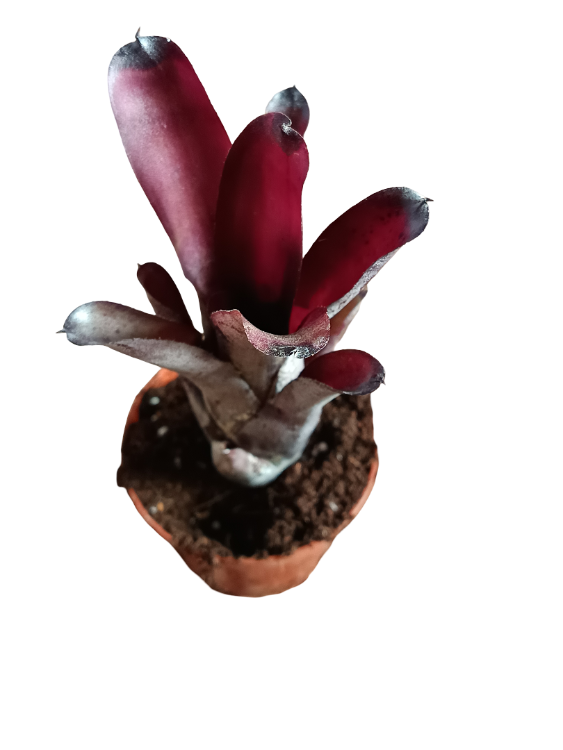 Neoregelia Sooty Planta Bromelia De Interior 10-12 Cms