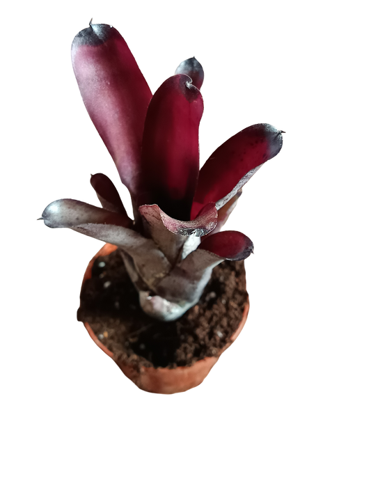 Neoregelia Sooty Planta Bromelia De Interior 10-12 Cms