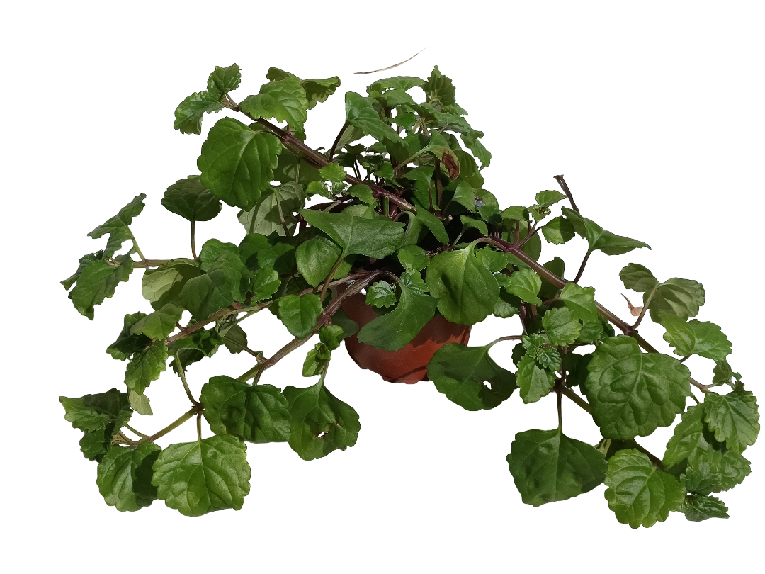 Planta Del Dinero Plectranthus Ø10 Para Interior_0