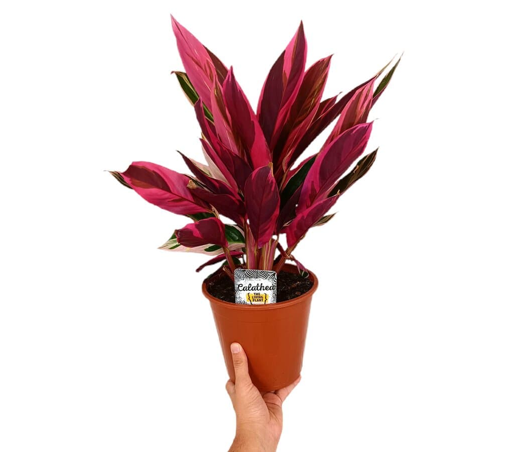 Stromanthe Sanguinea M19 30cm (calathea Triostar)_0