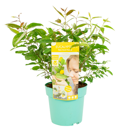 Eucalipto - Eucalyptus 'citriodora' - Altura 40-50cm - ⌀19cm_0