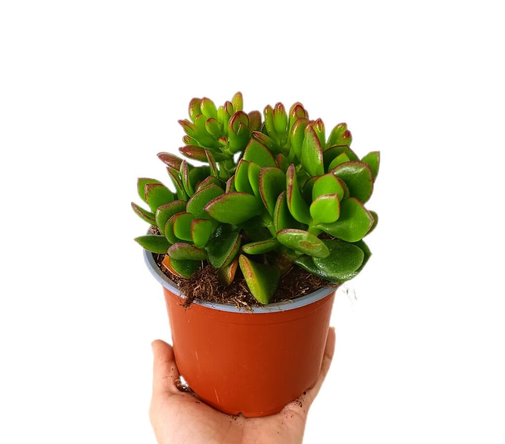 Crassula Ovata M13_0