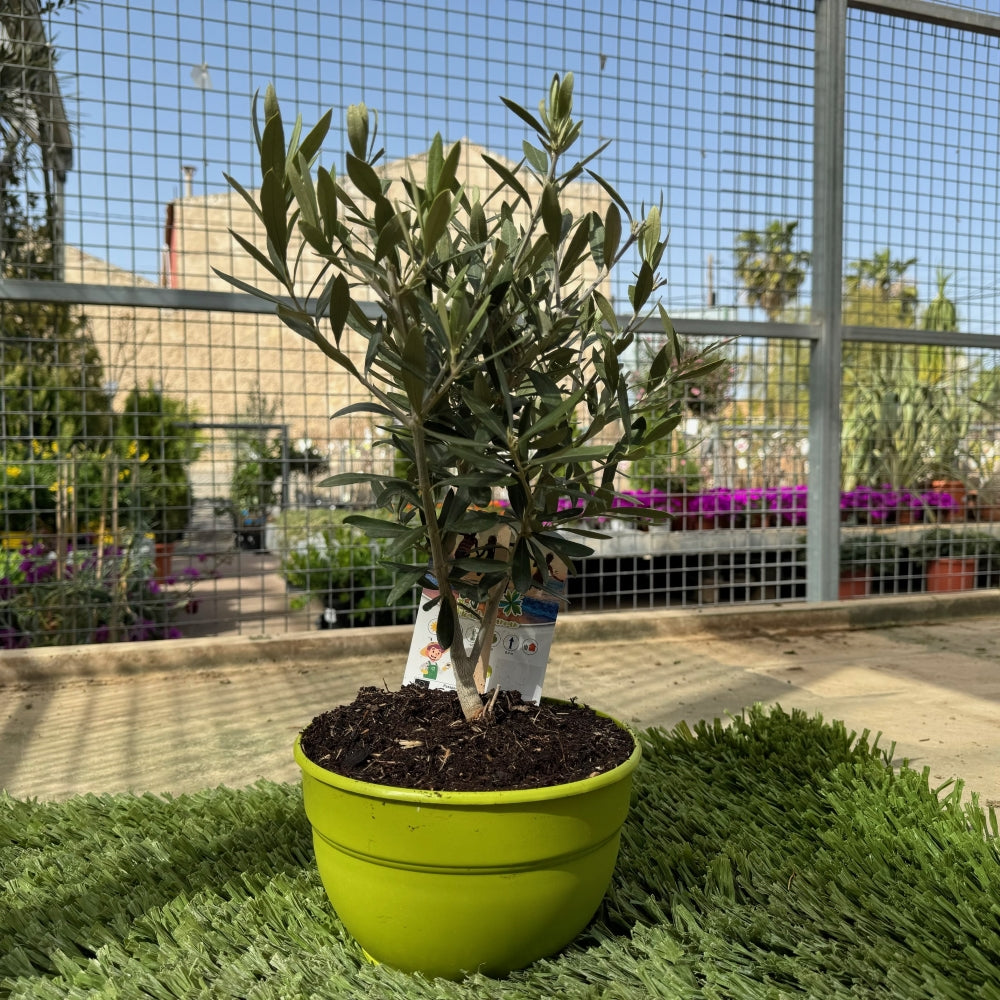 Prebonsai Olivo