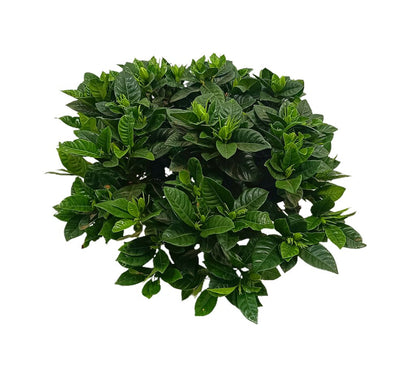 Gardenia Jasminoides M20 35cm_1
