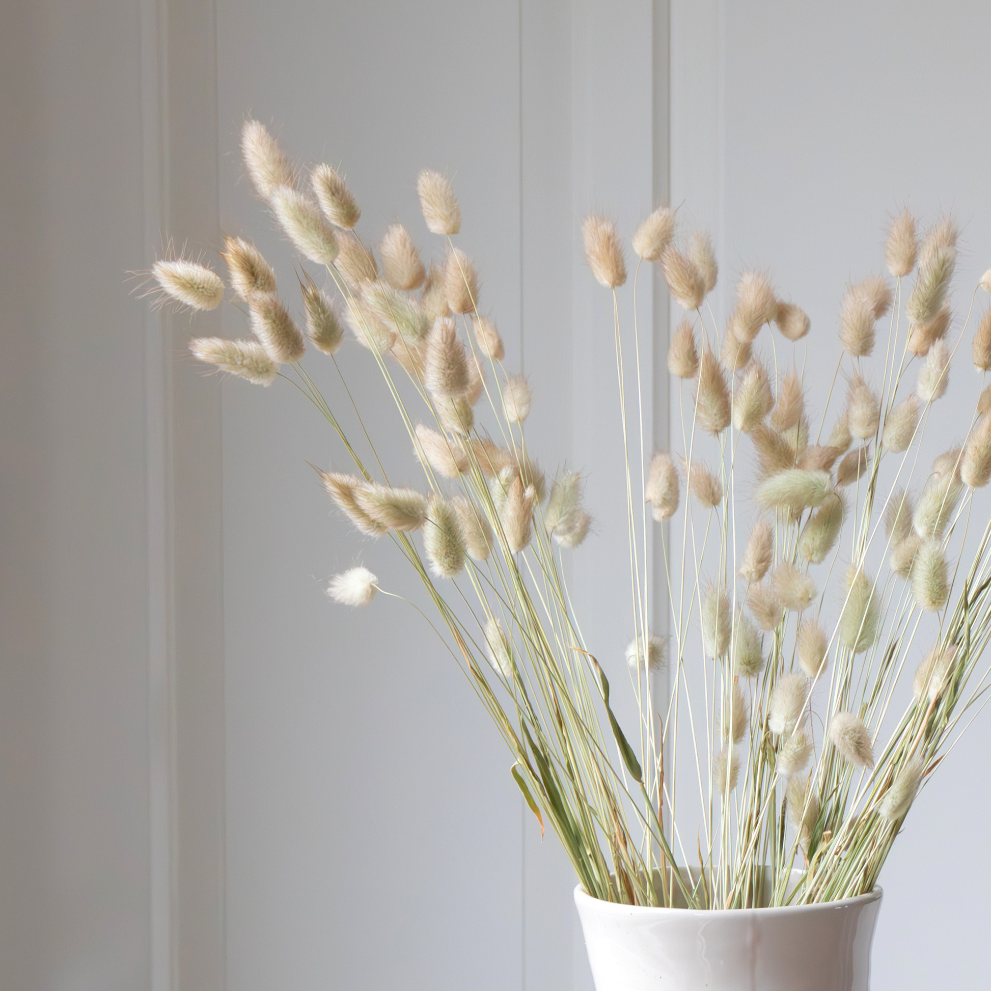 Flores Secas - Ramo 'lagurus Bunny Ears'